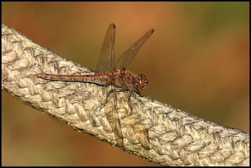 Sympetrum striolatum e fonscolombii